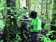 El programa Araucaria XXI y la conservación de la 
biodiversidad en América Latina